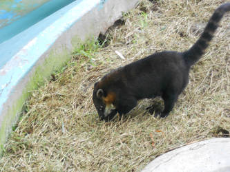 coati 2