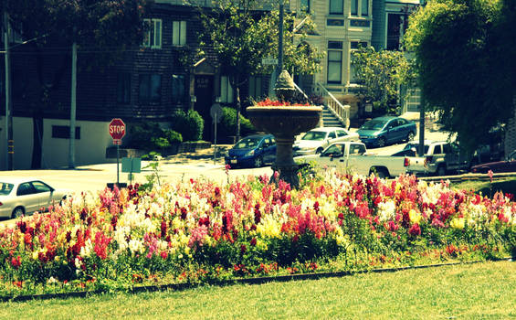 Flower and fountain