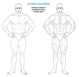 Masters Of Anatomy Unflexed Versus Flexed Muscles