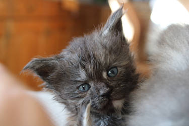 Touch des Felins Pour l'Autre