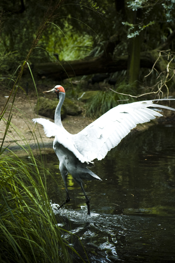 Brolga