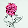 pink rose drawing