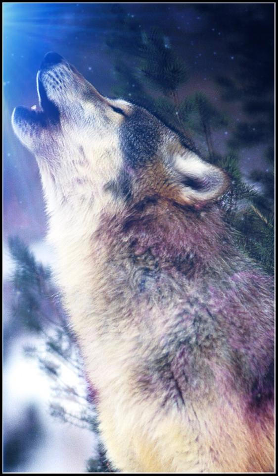 Wolf Howling by FootLoopx3 on DeviantArt