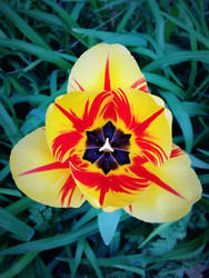 Tulip