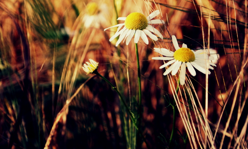 Marguerite.