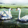 Swans's Lake