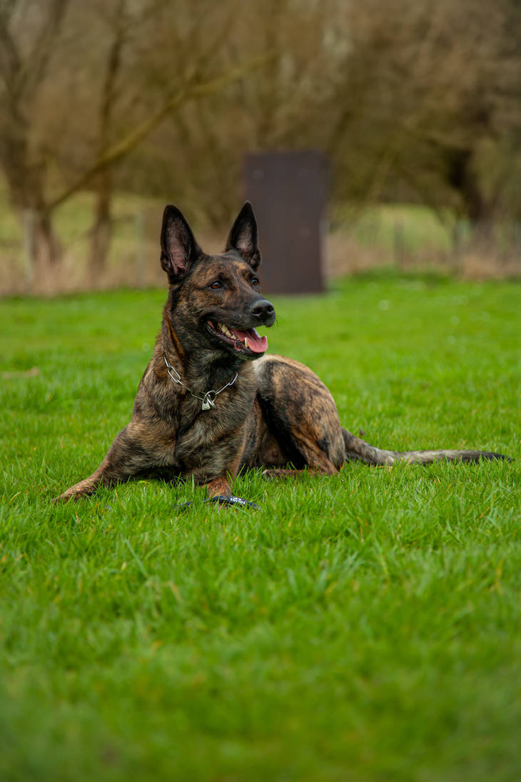 Panthera by Ouisleti on DeviantArt