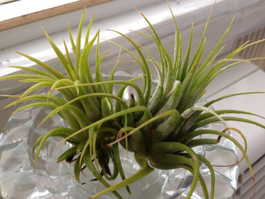 Air plants