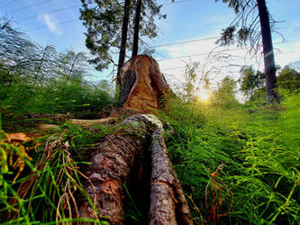 Just a tree that's been cut