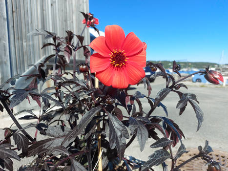 Potted flower 3