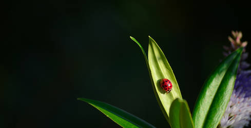 Coccinelle-1