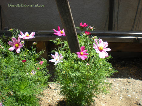 Pink Zinnias