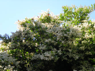 Japanese bush and painted lady butterflies01