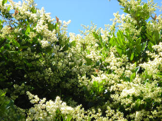 Japanese bush and painted lady butterflies11