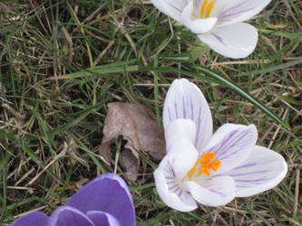 crocus