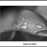 Natural Rain