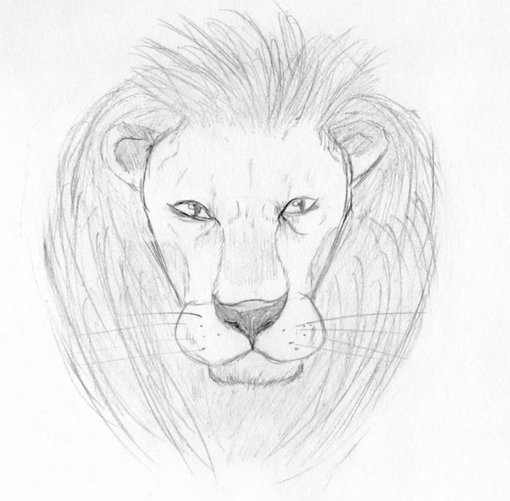 Lion Sketch