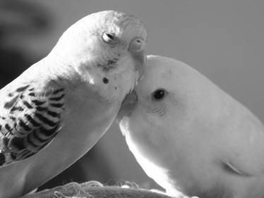 2 Parakeets - Black and White