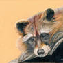 Raccoon