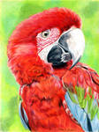 Macaw by mkmars