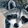 Raccoon