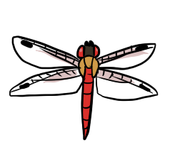 Red Dragonfly