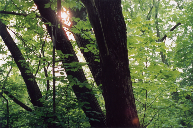 Light through Trees