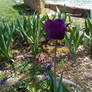 Purple Tulip