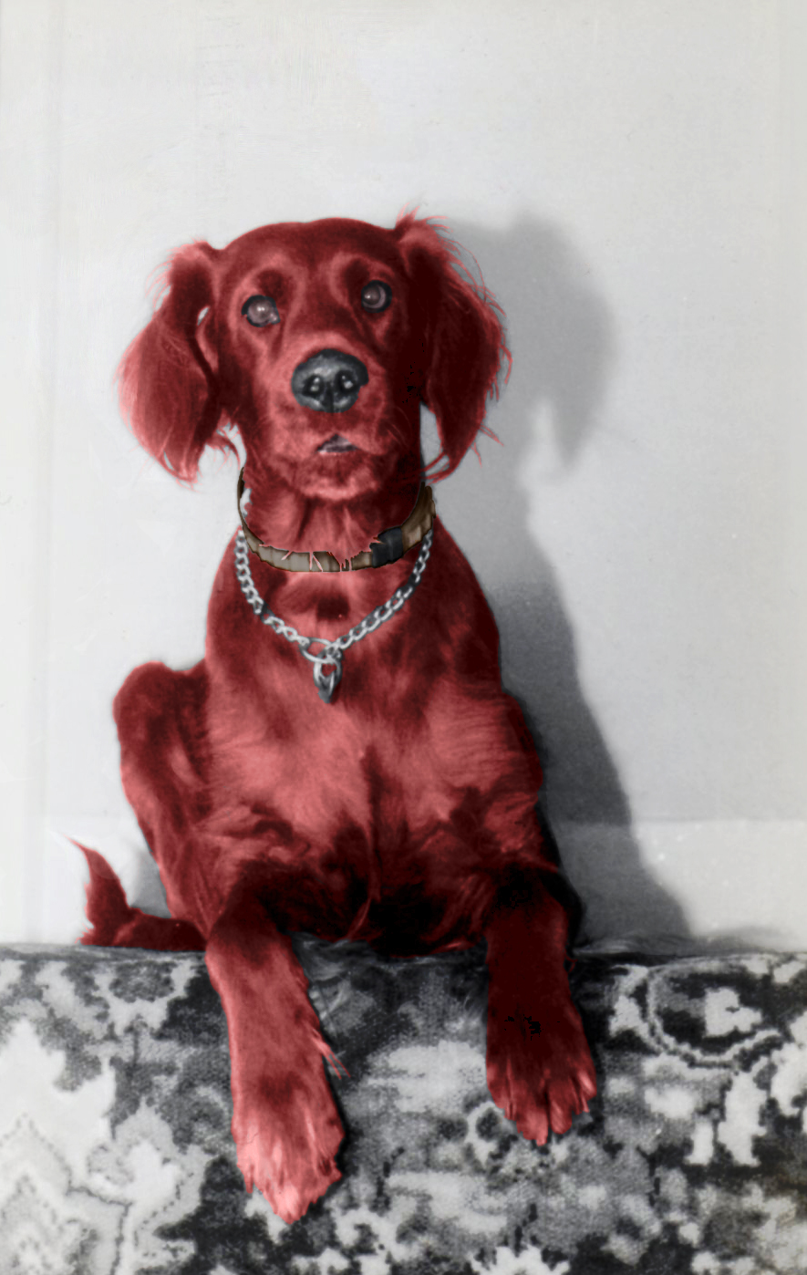 Red Setter