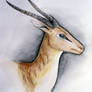 Gazelle Portrait