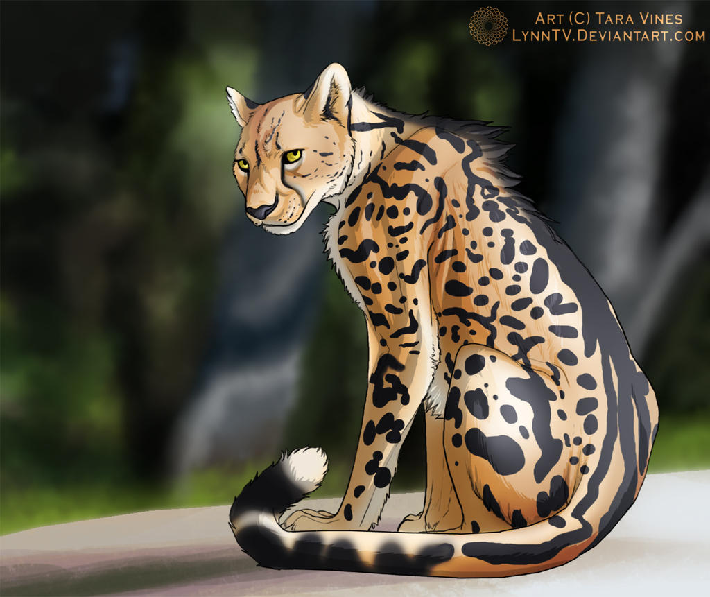 King Cheetah