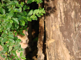 Camouflaged.