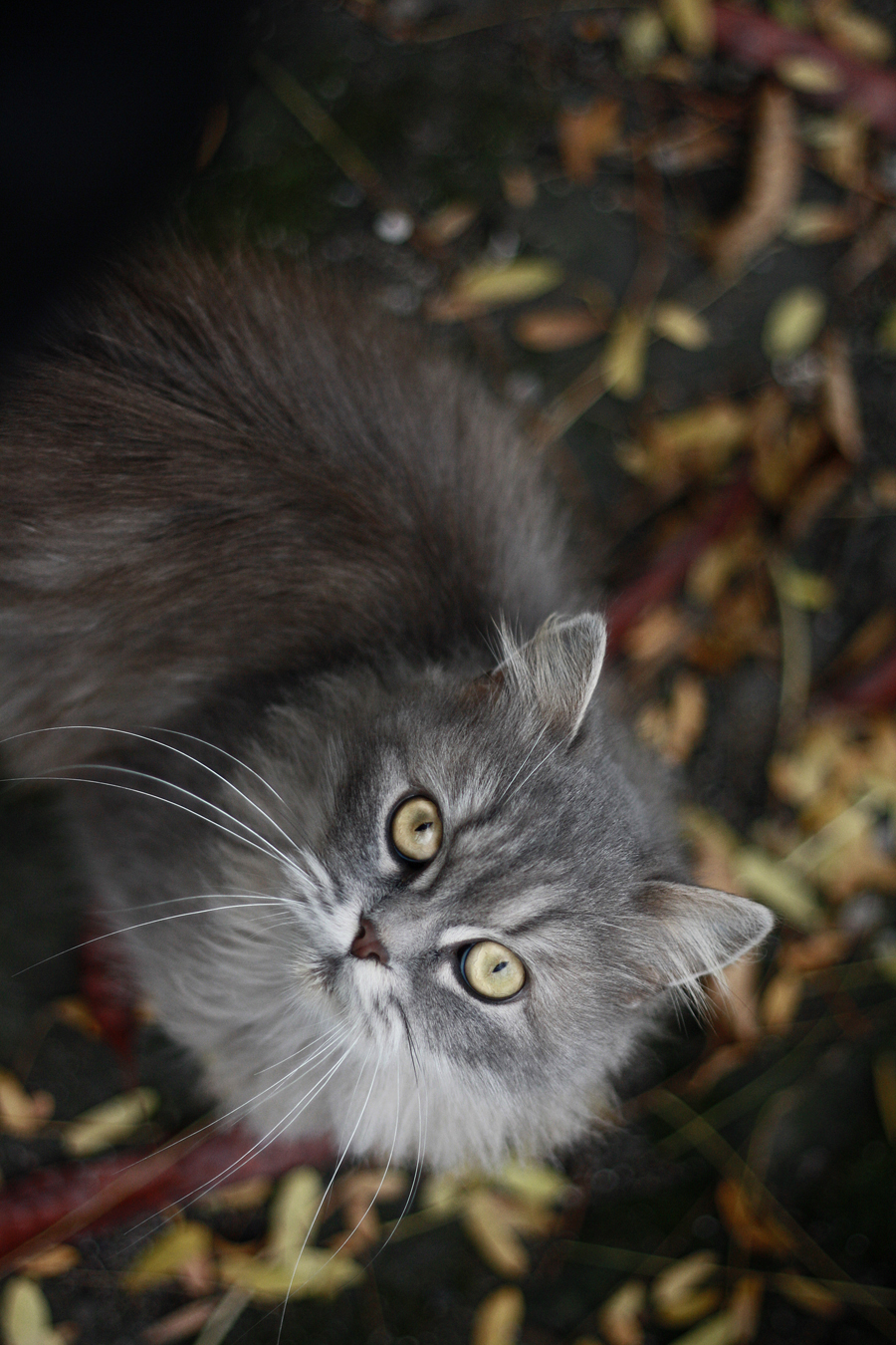 autumncat