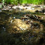 Spring Water