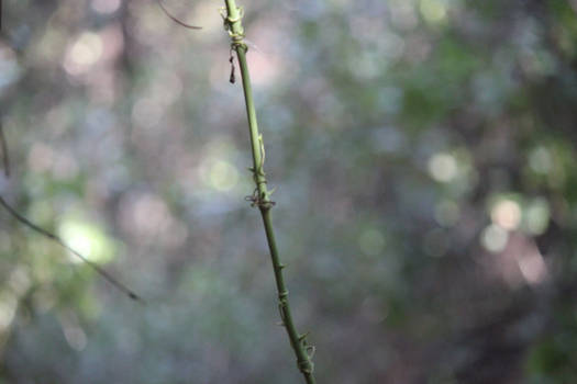 spikes in the forest