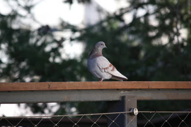 pigeon