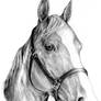 horse portrait