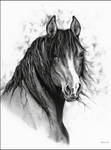 Aware by Adniv