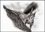 Squirrel by Adniv