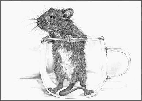 Rat-in-a-cup