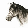 Standard horse portrait