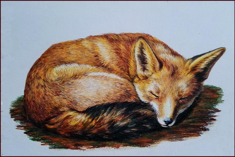 red fox by Adniv