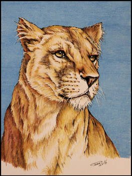 Lioness