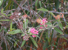 Pink Flowers