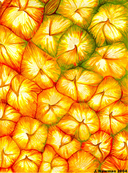 Pineapple Skin By Noo On DeviantArt