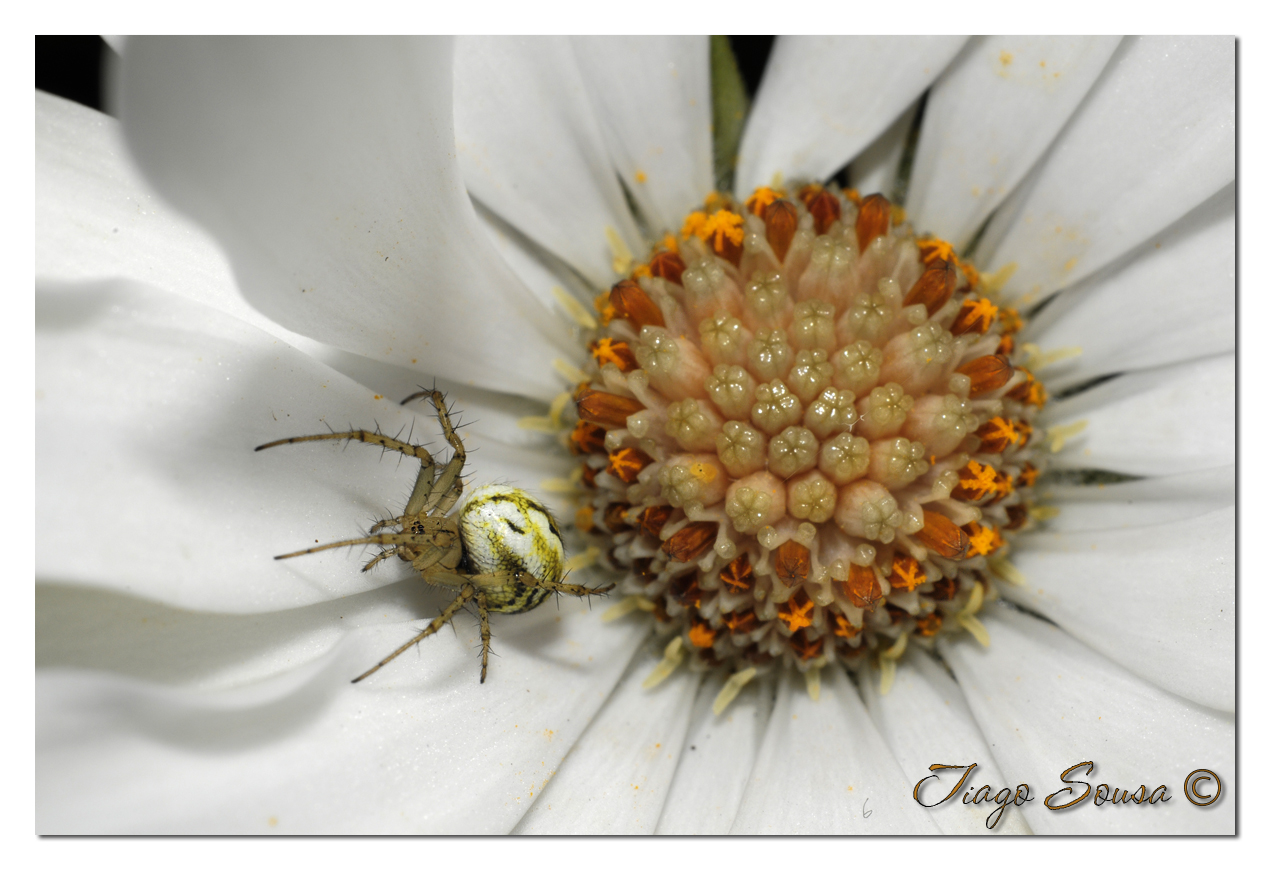 spider in the flower