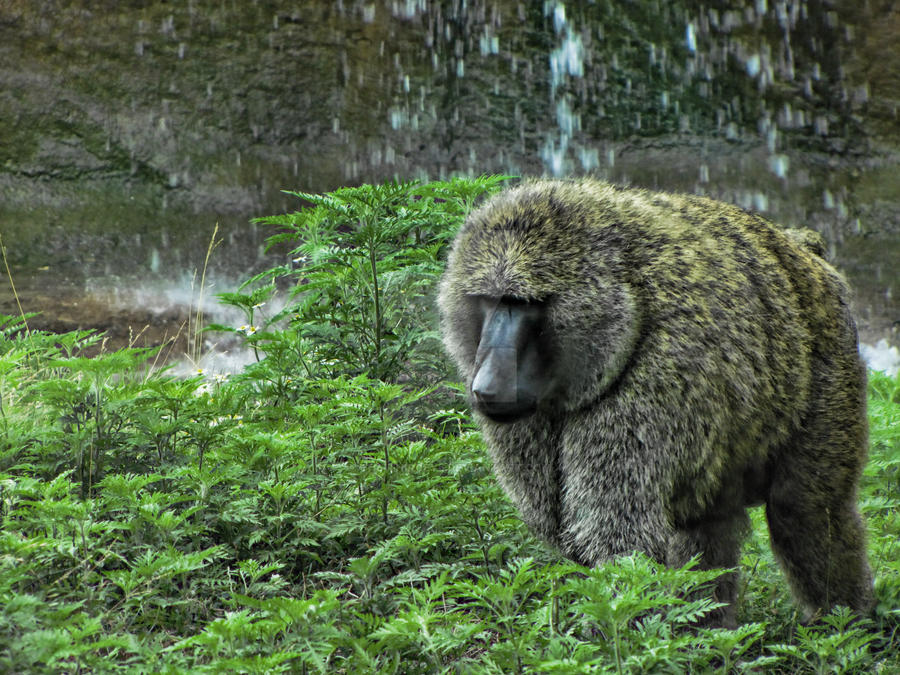 Alpha-Male Baboon by The-ThirdEye on DeviantArt Alpha-Male Baboon by The-ThirdEye on DeviantArt