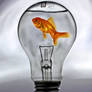 Goldfish in a bulb