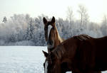 Winter and Horses by punkcom