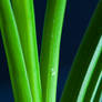 Palm leafes